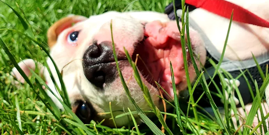 Enrichment For Dogs