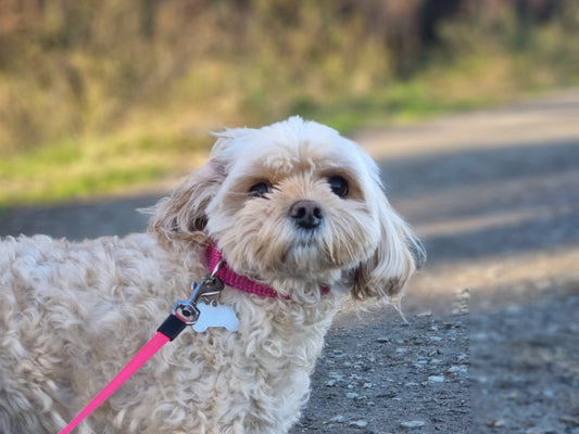 Dog Walking in Alexander Park: The Ultimate Guide for Dog Lovers