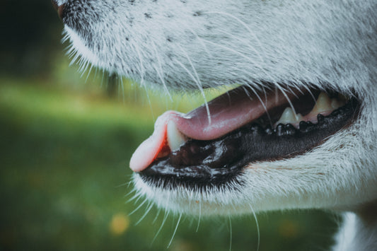 10 Simple Ways to Improve Your Pet's Oral Health - A Complete Guide