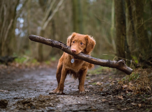 Unleashing the Best of Dog Walking in Walthamstow: A Guide