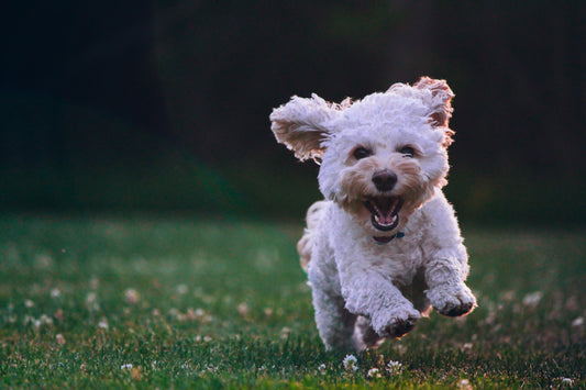 The Benefits of Regular Grooming for Your Furry Friend: A Comprehensive Guide