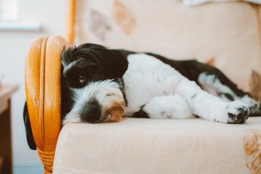 dog on chair instead of crate trained