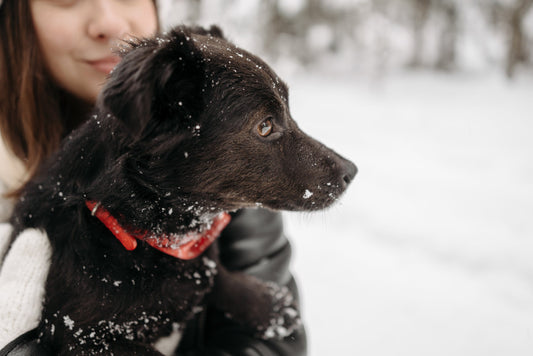 Dog in winter