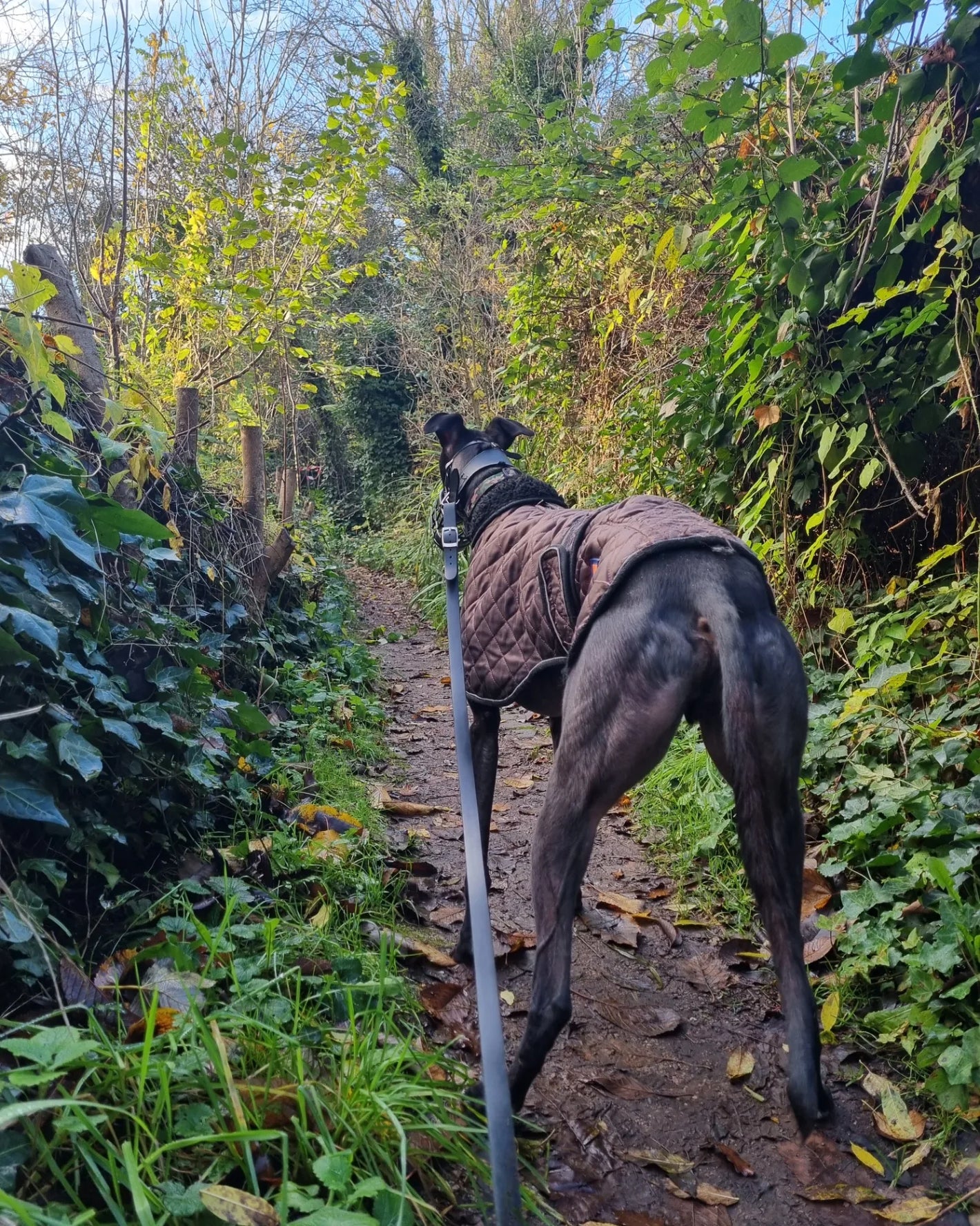 dog in Haringey