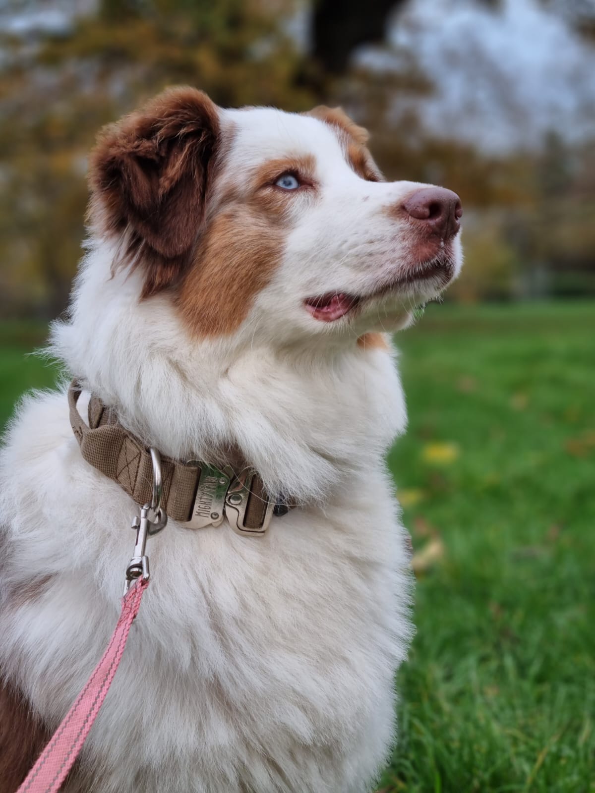 dog in finsbury park