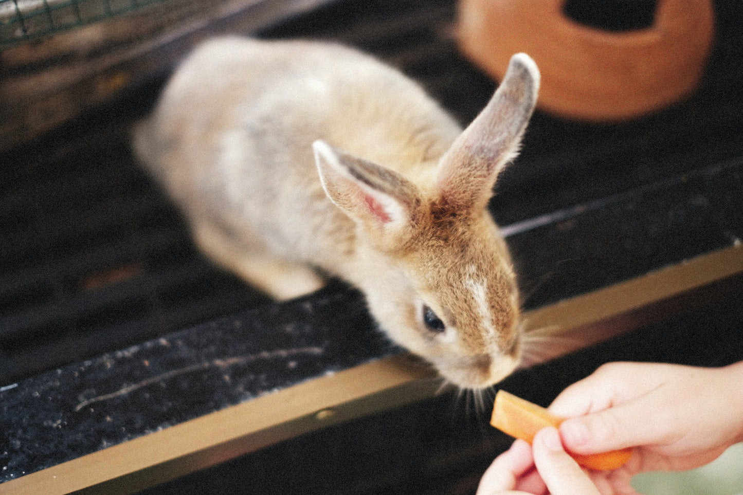 Bunny Bites - Rabbit Treats Bundle